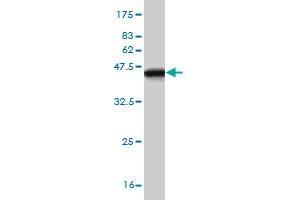 Western Blotting (WB) image for anti-TRAF2 and NCK Interacting Kinase (TNIK) (AA 1-110) antibody (ABIN564995)