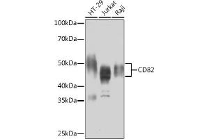 Western blot analysis of extracts of various cell lines, using CD82 Rabbit mAb (ABIN7266222) at 1:1000 dilution. (CD82 抗体)