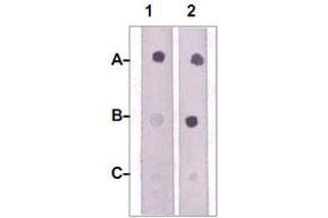 Dot Blot : 1 ug peptide was blot onto NC membrane. (JAK2 抗体  (pTyr1007, pTyr1008))