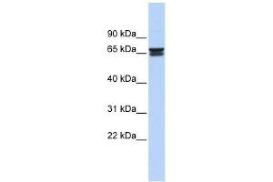 ZNF614 antibody used at 0. (ZNF614 抗体  (Middle Region))