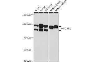 Western blot analysis of extracts of various cell lines, using FOXP1 Rabbit mAb (ABIN7267247) at 1:1000 dilution. (FOXP1 抗体)