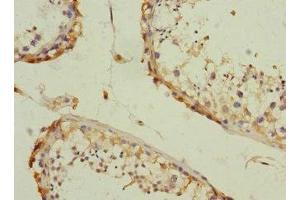 Immunohistochemistry of paraffin-embedded human testis tissue using ABIN7146507 at dilution of 1:100 (CAMSAP2 抗体  (AA 1-150))