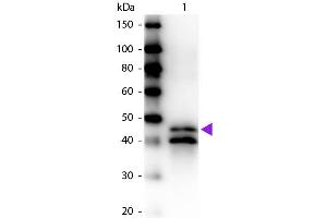 Western blot of Biotin conjugated Rabbit Anti-Ovalbumin primary antibody. (Ovalbumin 抗体  (Biotin))