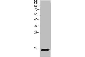 Western blot analysis of mouse lung lysate, antibody was diluted at 1:1000. (LC3B 抗体  (AA 1-50))