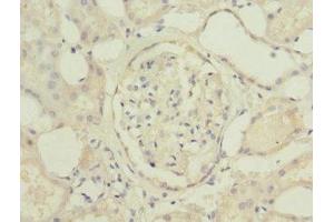 Immunohistochemistry of paraffin-embedded human kidney tissue using ABIN7174771 at dilution of 1:100 (C19orf48 抗体  (AA 1-117))