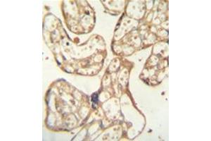 Formalin fixed and paraffin embedded human placenta tissue reacted with PSG9 Antibody (Center) followed by peroxidase conjugation of the secondary antibody and DAB staining. (PSG9 抗体  (Middle Region))