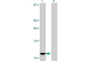 Western Blotting (WB) image for anti-S100 Calcium Binding Protein A13 (S100A13) (AA 1-98) antibody (ABIN562786)