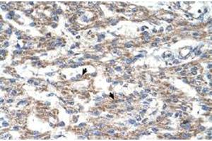 Immunohistochemical staining (Formalin-fixed paraffin-embedded sections) of human heart with DUT polyclonal antibody  at 4-8 ug/mL working concentration. (Deoxyuridine Triphosphatase (DUT) (C-Term) 抗体)