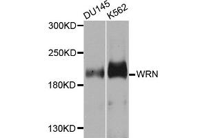 Western blot analysis of extracts of various cell lines, using WRN antibody (ABIN5996403) at 1/1000 dilution. (RECQL2 抗体)