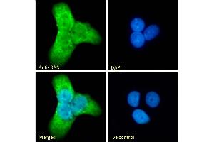 (ABIN571291) Immunofluorescence analysis of paraformaldehyde fixed A431 cells, permeabilized with 0.