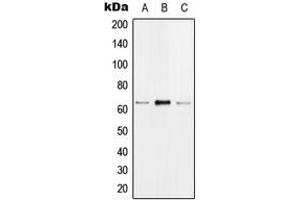 Western blot analysis of hnRNP K (pS284) expression in MCF7 EGF-treated (A), Raw264. (HNRNPK 抗体  (pSer284))