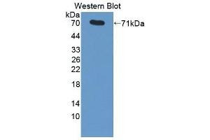 Detection of Recombinant HSPA1A, Human using Monoclonal Antibody to Heat Shock 70 kDa Protein 1A (HSPA1A) (HSP70 1A 抗体  (AA 1-641))