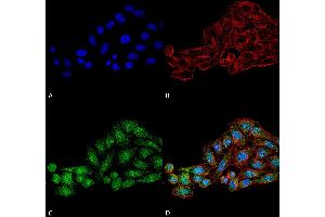 Immunocytochemistry/Immunofluorescence analysis using Rabbit Anti-WDR45 Polyclonal Antibody . (WDR45 抗体  (AA 312-322) (PerCP))