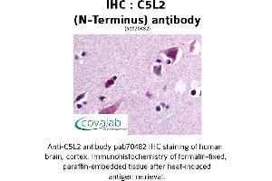 Image no. 1 for anti-G Protein-Coupled Receptor 77 (GPR77) (Extracellular Domain), (N-Term) antibody (ABIN1732504) (GPR77 抗体  (Extracellular Domain, N-Term))