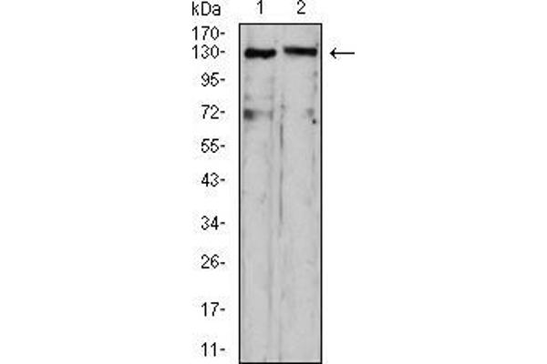 OTUD4 抗体  (AA 815-1049)