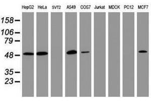 Image no. 3 for anti-CD4 (CD4) antibody (ABIN1497287) (CD4 抗体)
