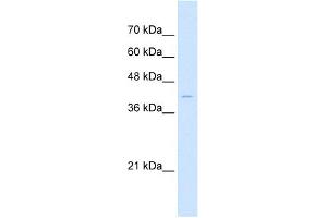 Sample Type:  HepG2 cell lysate  Antibody concentration:  1. (Arrestin 3 抗体  (Middle Region))