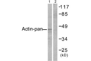 Western Blotting (WB) image for anti-Actin (pan) antibody (ABIN1848426) (Actin 抗体  (pan))