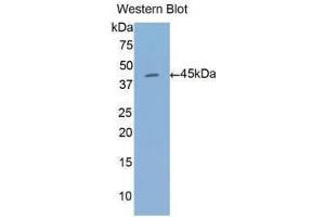Western Blotting (WB) image for anti-Annexin A1 (ANXA1) (AA 1-346) antibody (ABIN1077718) (Annexin a1 抗体  (AA 1-346))