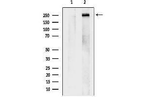 Western blot analysis of lysates from Mouse muscle, using CELSR2 Antibody.