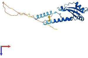 AlphaFold protein structure predicition of Human Recombinant C19orf81 Protein, UniprotID C9J6K1
