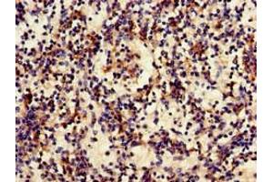 Immunohistochemistry of paraffin-embedded human spleen tissue using ABIN7158547 at dilution of 1:100 (FCGR3A 抗体  (AA 49-184))