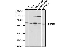 Western blot analysis of extracts of various cell lines, using DCAF11 antibody. (DCAF11 抗体)