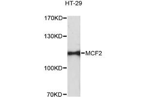 Western blot analysis of extracts of HT-29 cells, using MCF2 antibody. (MCF2 抗体)