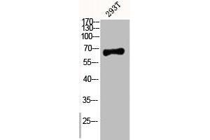 Western Blot analysis of 293T cells using Phospho-p63 (S455) Polyclonal Antibody (p63 抗体  (pSer455))