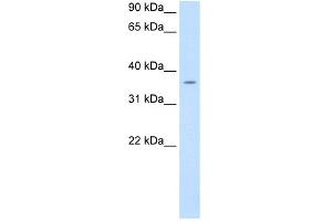 WB Suggested Anti-PON1 Antibody Titration:  0. (PON1 抗体  (C-Term))