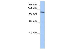 XPO1 antibody used at 0. (XPO1 抗体)