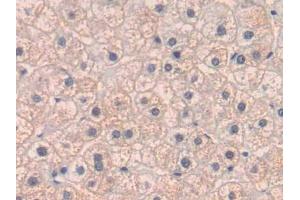 IHC-P analysis of Human Liver Tissue, with DAB staining. (PLGF 抗体  (AA 43-162))