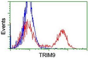 Image no. 3 for anti-Tripartite Motif Containing 9 (TRIM9) (AA 284-669) antibody (ABIN1491330) (TRIM9 抗体  (AA 284-669))
