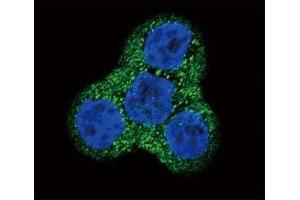 Immunofluorescence (IF) image for anti-Platelet Derived Growth Factor Receptor beta (PDGFRB) (AA 40-72) antibody (ABIN3029811)
