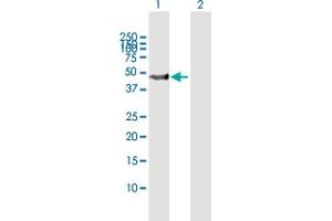 Western Blot analysis of SKP2 expression in transfected 293T cell line by SKP2 MaxPab polyclonal antibody. (SKP2 抗体  (AA 1-424))
