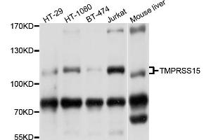 Western blot analysis of extracts of various cell lines, using TMPRSS15 antibody (ABIN4905445) at 1:1000 dilution. (TMPRSS15 抗体)