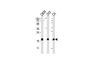 SUMO2 Antibody (C-term) (ABIN1882280 and ABIN2843489) western blot analysis in CEM,293,rat C6 cell line lysates (35 μg/lane). (SUMO2 抗体)