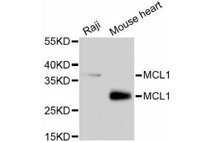Western Blotting (WB) image for anti-Induced Myeloid Leukemia Cell Differentiation Protein Mcl-1 (MCL1) antibody (ABIN4904325)