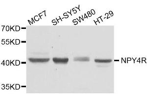 Western blot analysis of extracts of various cell lines, using NPY4R antibody. (NPY4R 抗体  (AA 1-80))