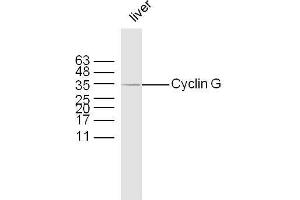 Western Blotting (WB) image for anti-Cyclin G1 (CCNG1) (AA 181-295) antibody (ABIN685837)