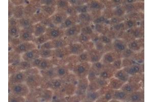 Detection of Grb7 in Mouse Liver Tissue using Polyclonal Antibody to Growth Factor Receptor Bound Protein 7 (Grb7) (GRB7 抗体  (AA 298-489))