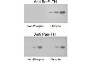 Western blot of recombinant phospho-TH and non-phospho-TH showing selective immunolabeling by the phosphospecific antibody of the ~60 kDa TH phosphorylated at Ser40. (Tyrosine Hydroxylase 抗体  (pSer40))