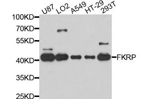 Western blot analysis of extracts of various cell lines, using FKRP antibody (ABIN4903681) at 1:1000 dilution. (FKRP 抗体)
