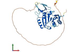 Protein Structure (PS) image for Fibrillarin (FBL) (AA 1-321) protein (His tag) (ABIN7547669)