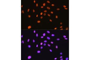Immunofluorescence analysis of C6 cells using SFPQ Rabbit mAb (ABIN7270547) at dilution of 1:100 (40x lens). (SFPQ 抗体)
