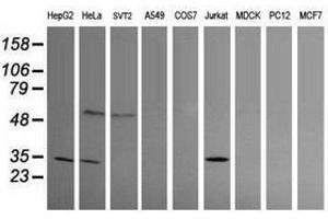 Image no. 1 for anti-Proline Synthetase Co-Transcribed (PROSC) antibody (ABIN1500439) (PROSC 抗体)