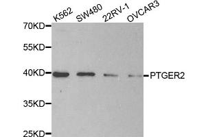 Western blot analysis of extracts of various cell lines, using PTGER2 antibody. (PTGER2 抗体)