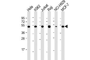 All lanes : Anti-RPL4 Antibody (N-Term) at 1:2000 dilution Lane 1: Hela whole cell lysate Lane 2: K562 whole cell lysate Lane 3: Jurkat whole cell lysate Lane 4: Raji whole cell lysate Lane 5: NCI- whole cell lysate Lane 6: MCF-7 whole cell lysate Lysates/proteins at 20 μg per lane. (RPL4 抗体  (AA 119-149))