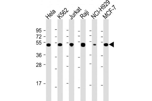 RPL4 抗体  (AA 119-149)