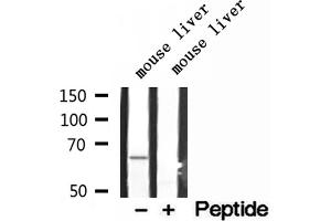 Western blot analysis of extracts of mouse liver tissue, using LARP7 antibody.
